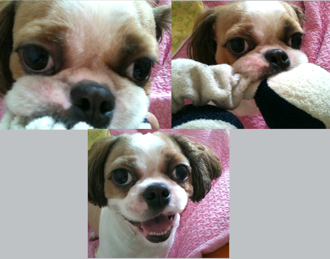 경기 부천 상동 시추남아 보호중입니다.