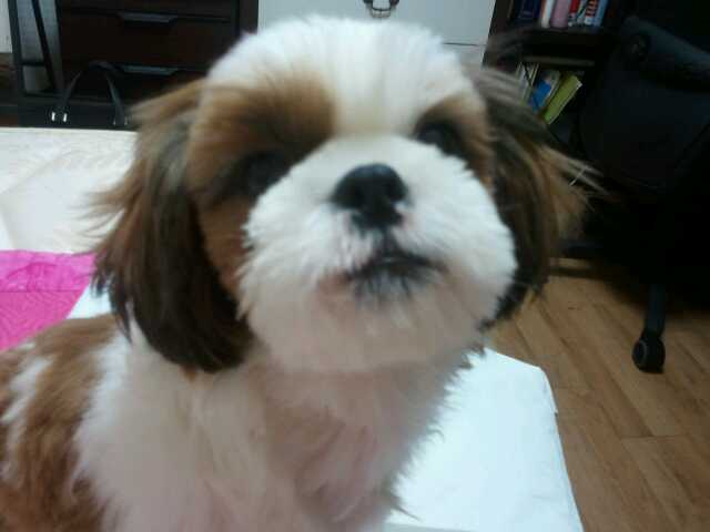 8월 6일경 천안 두정동에서 사라진 1세 남자 시츄를 찾습니다ㅠ 