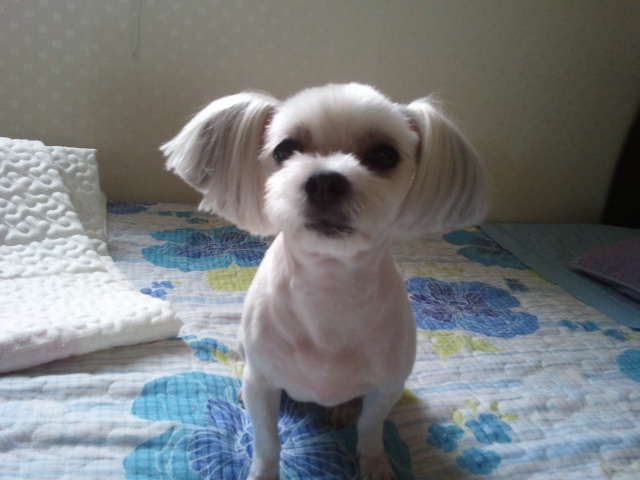 우리딸 미달이 찾아주세요!!!