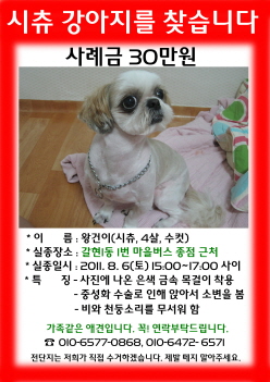 8/6(토) 서울 은평구 갈현1동 1번 마을버스 종점근처 시츄 찾아요