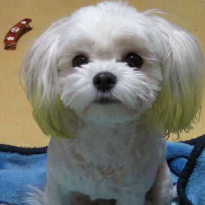 8월5일 성동구 우리밍키 말티즈 여아찾아요