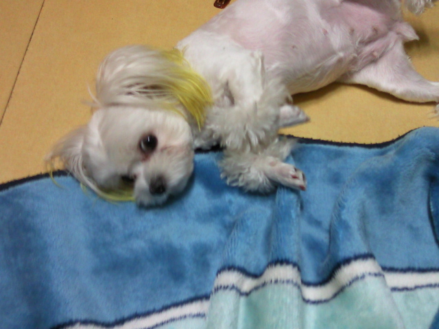 8월5일 성동구 우리밍키 말티즈 여아찾아요