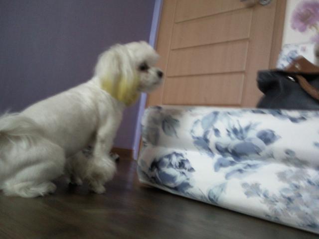 8월5일 성동구 우리밍키 말티즈 여아찾아요