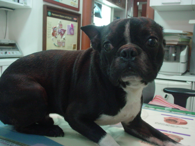 프렌치불독 찾아요..!!!