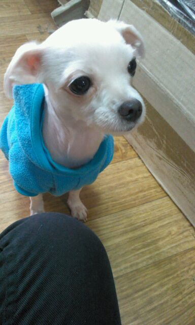 ★충북 충주시★말티즈 여자아이 찾아요