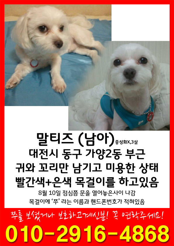 대전시 동구 가양동 / 말티즈 남아 찾습니다!!!!!!!!