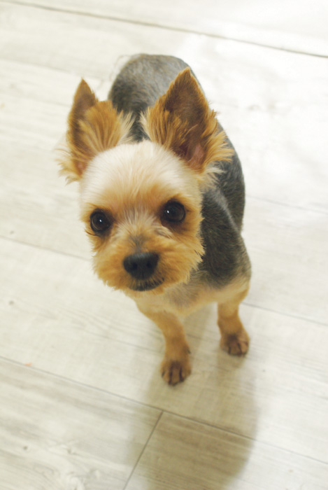 서울 중구 충무로 부근 요크셔테리어 찾습니다!!