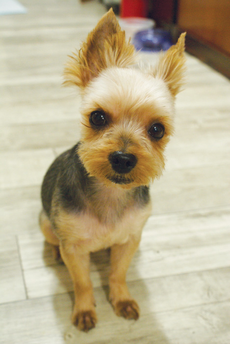 서울 중구 충무로 부근 요크셔테리어 찾습니다!!