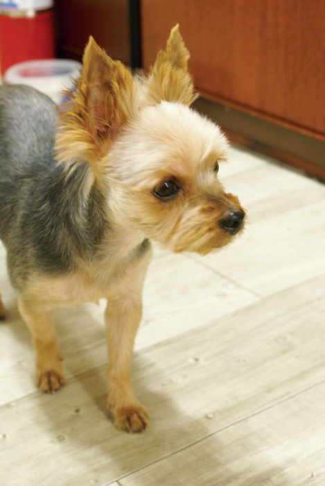 서울 중구 충무로 부근 요크셔테리어 찾습니다!!