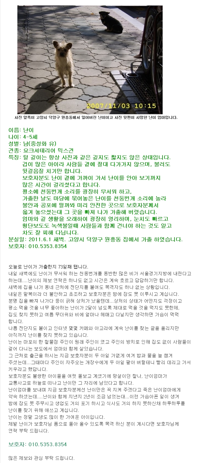 분실한지 73일째 된 요크셔 믹스견 난이를 찾고 있습니다.