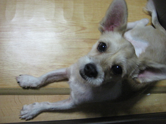 보호중입니다 인천!! 