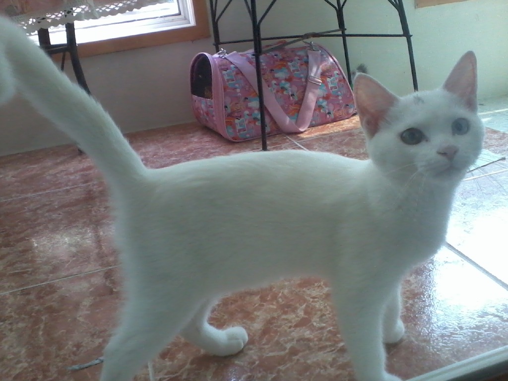 우리 고양이 진이를 잃어버렸어요ㅠㅠ