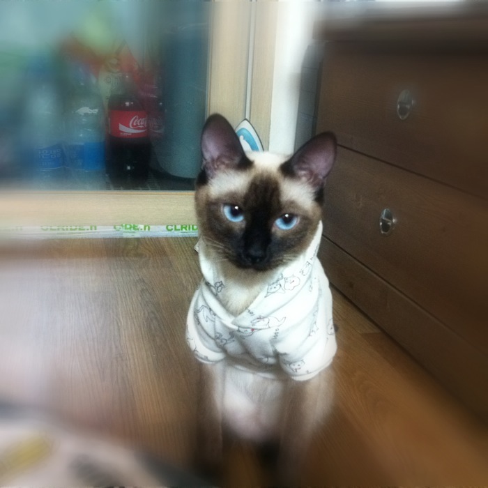 고양이를 찾습니다.(샴)암컷 대전 서구