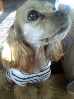 코카스파니엘 찾습니다