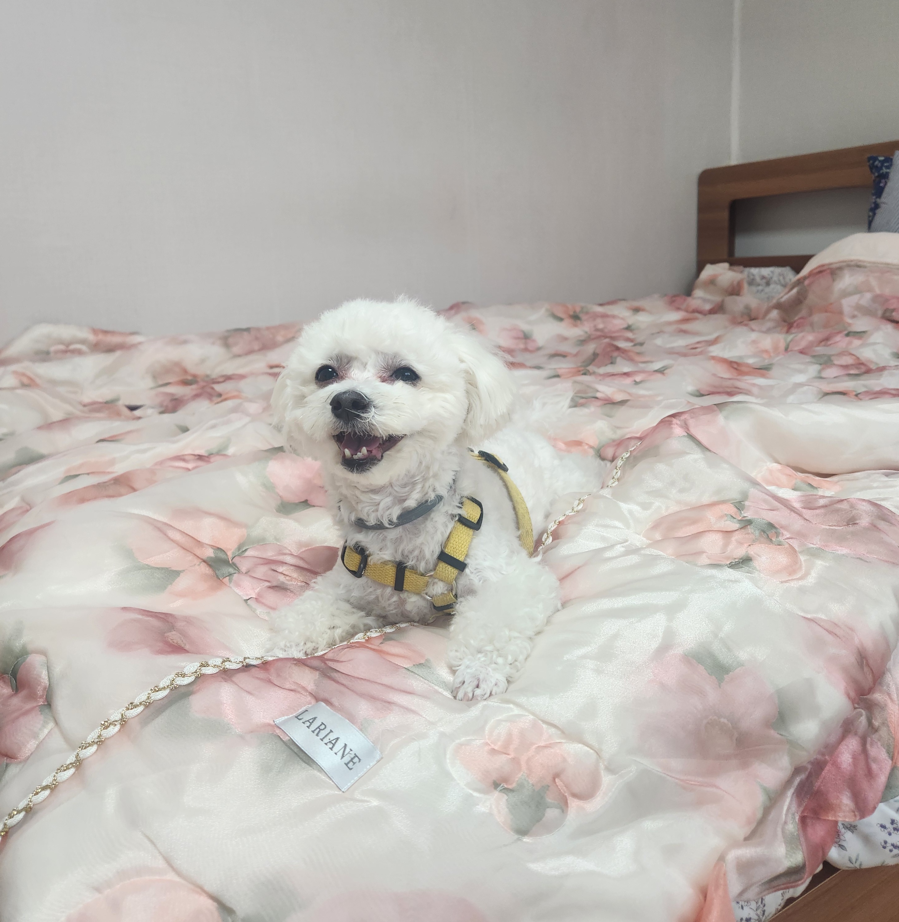 구) 말랭 현) 도담이의 2년