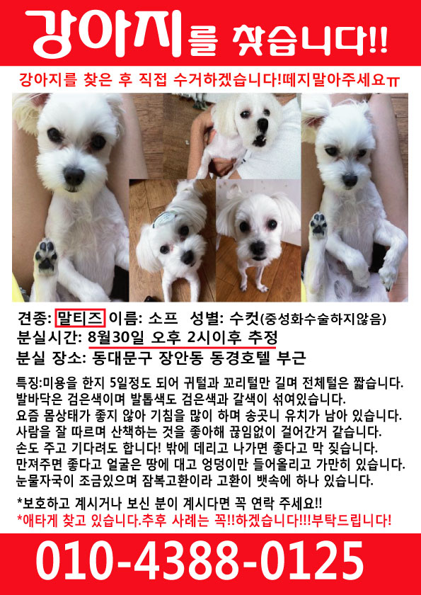 동대문구 장안동 말티즈 수컷 소프를 찾습니다!