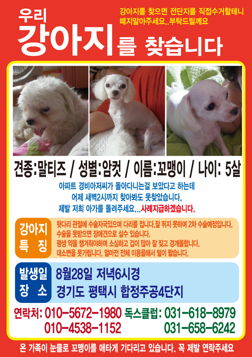 경기도평택)말티즈 찾습니다.