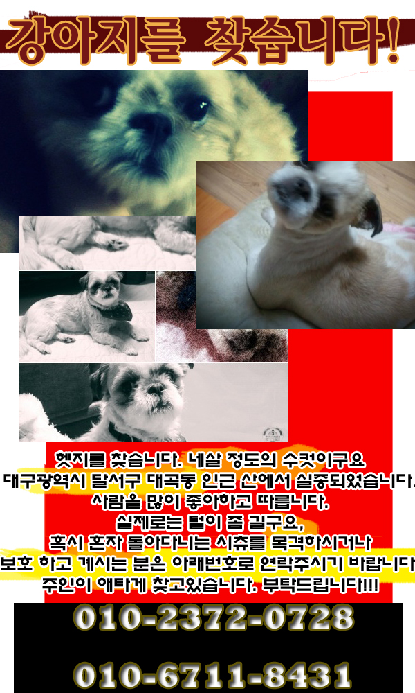 대구달서구대곡동/시츄/남아/강아지를 찾고있습니다.