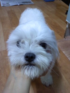 천호역 근처서 발견된 말티즈 남아 주인을 찾습니다