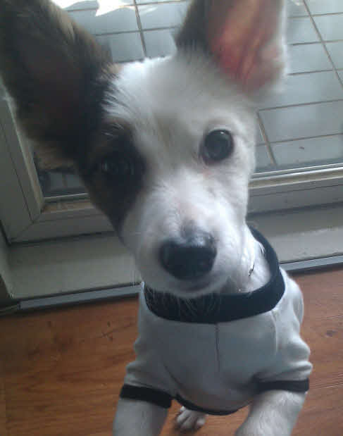 ★금천구시흥쪽 믹스견 흰색점박이 여아 보신분 연락주세요!