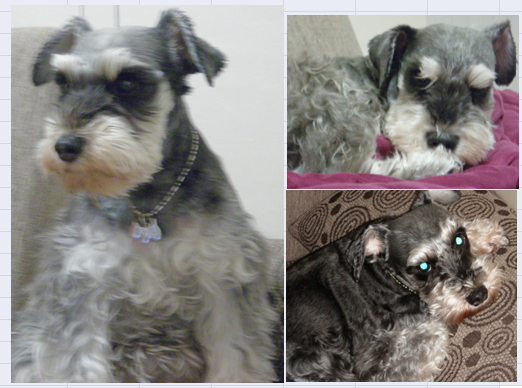 서울 관악구 인헌동 슈나우져 여아 찾습니다