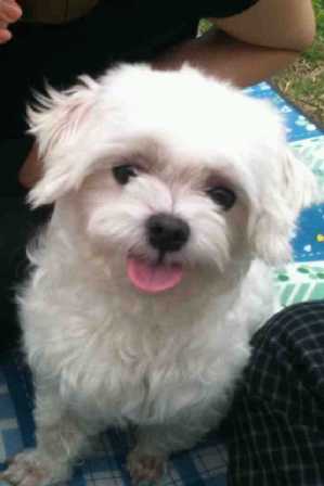 [용인]수컷 말티즈 찾습니다!! 도와주세요!!