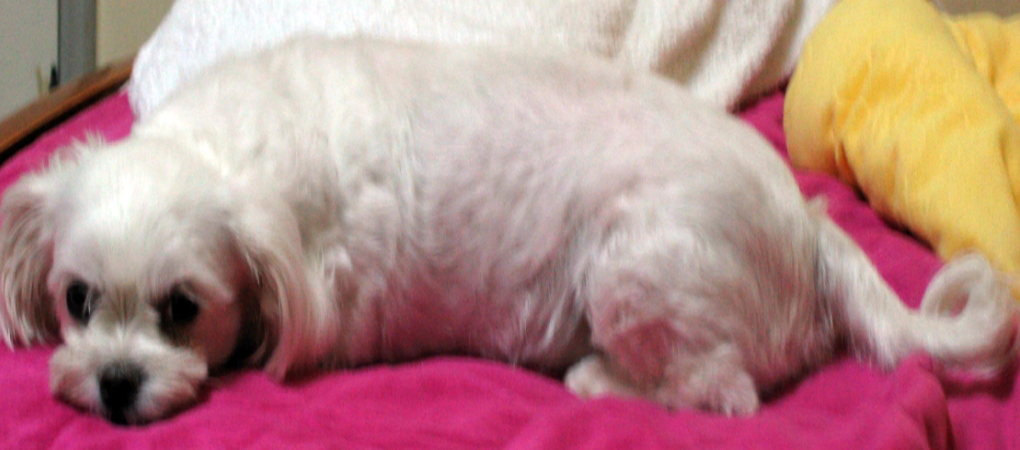 [대전] 말티즈/ 암/ 사례비 100만원