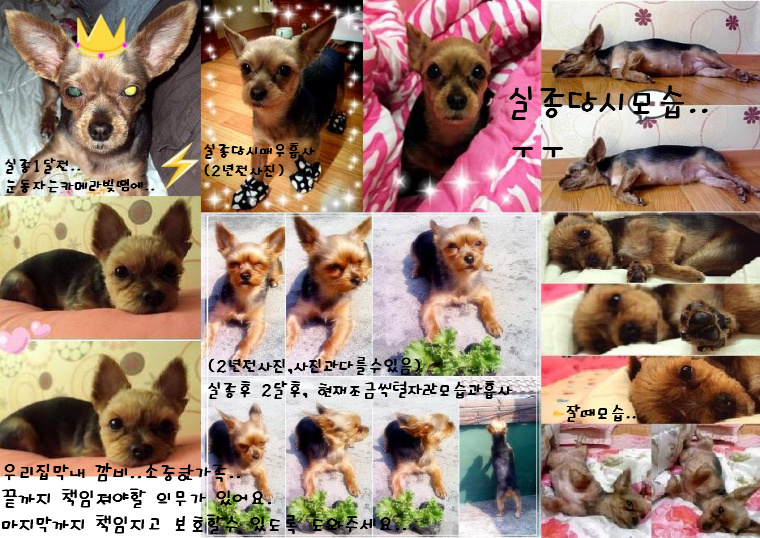 ★요크셔,여아,소중한우리집막내찾아요.사례금드림.약속!!★