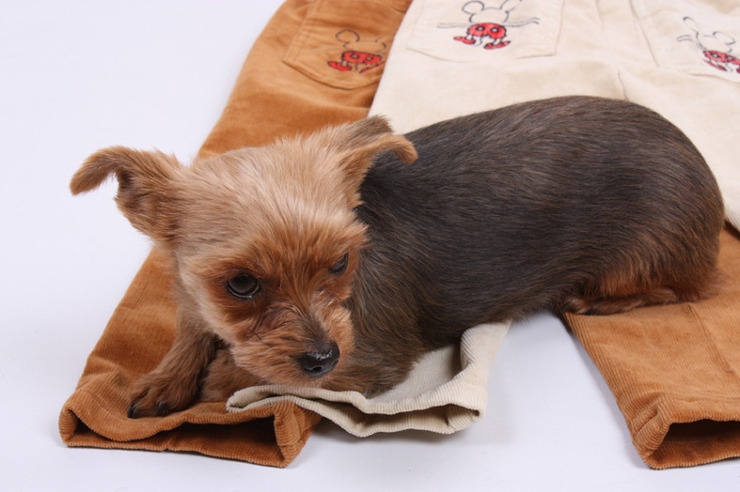 신월동/화곡동 요크셔