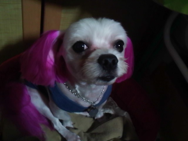 풍납동, 천호역 주변 말티즈 찾습니다.(찾았습니다)