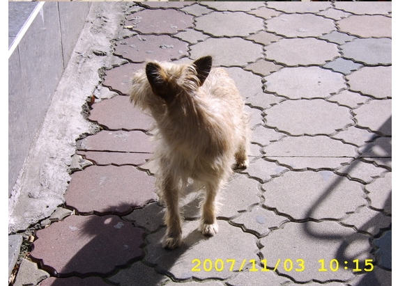 고양시 덕양구 원흥동에서 실종된 요키믹스견 난이를 찾습니다!