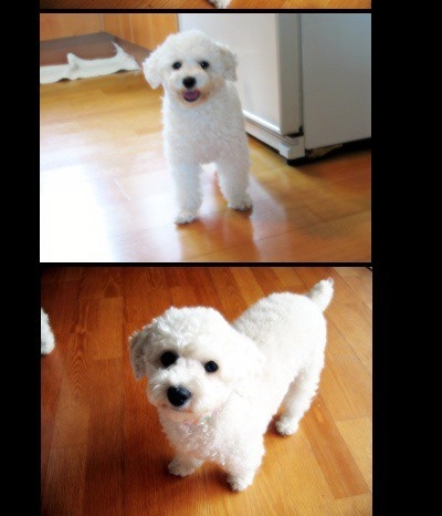 [인천 부평구 부개동] 화이트 푸들 암컷 찾습니다 ㅠ