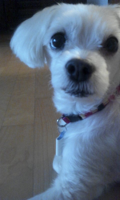 말티즈믹스견 수컷 찾습니다 (인천남동공단)