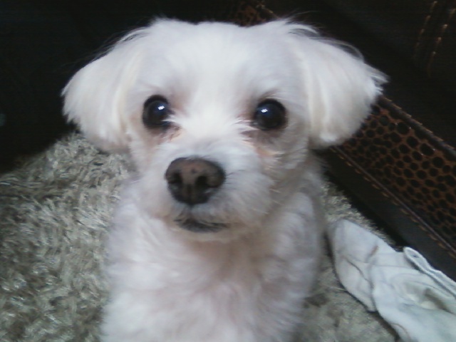 말티즈믹스견 수컷 찾습니다 (인천남동공단)