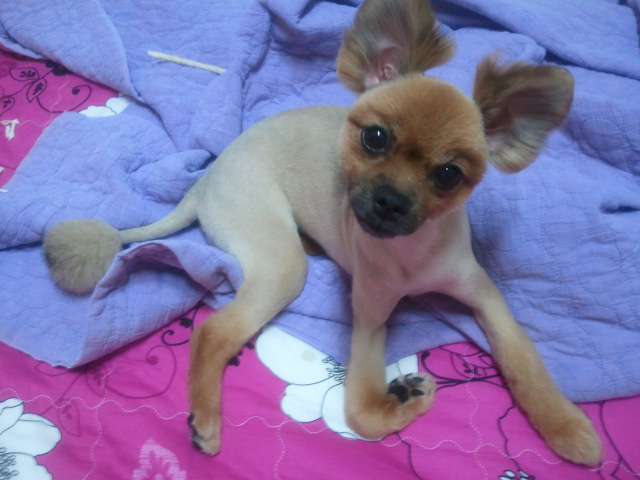 중랑구 갈색 포메여아 찾아요