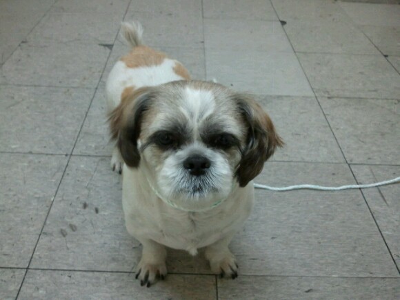 천호시장근처에서 시추남아를 보호하고 있어요~