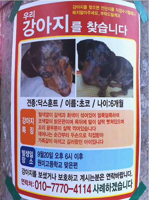 강아지를 찾습니다 (닥스훈트- 부천 중2동 원미고 맞은편)