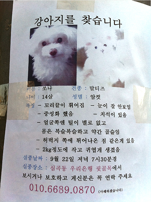 강아지를 찾습니다 (말티즈- 부천 심곡1동 우리은행 뒷골목)