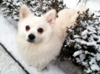 이화여대 스피츠 찾습니다