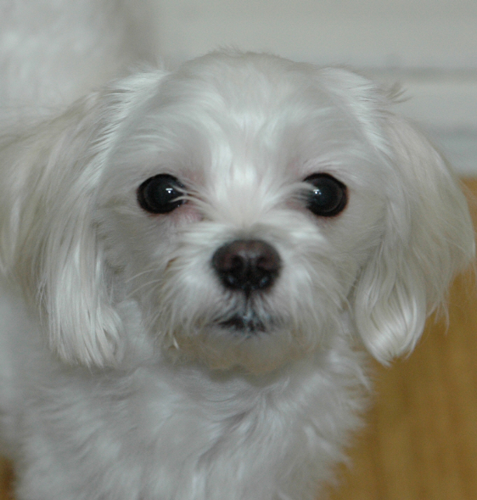 서울 노원구 월계동 말티즈 여아 찾아주세요ㅠㅠ