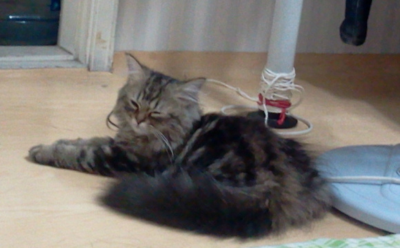 사례금10만원)구로구 구로5동 페르시안고양이 찾아요ㅠㅠ