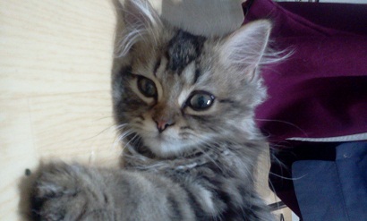 사례금10만원)구로구 구로5동 페르시안고양이 찾아요ㅠㅠ