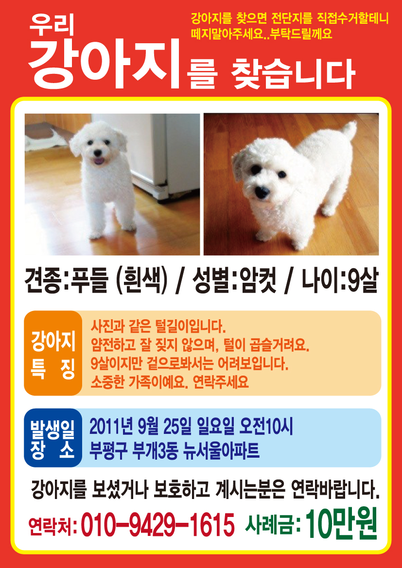 [인천 부평구/부천상동] 흰색 푸들 (암컷) 찾아주세요