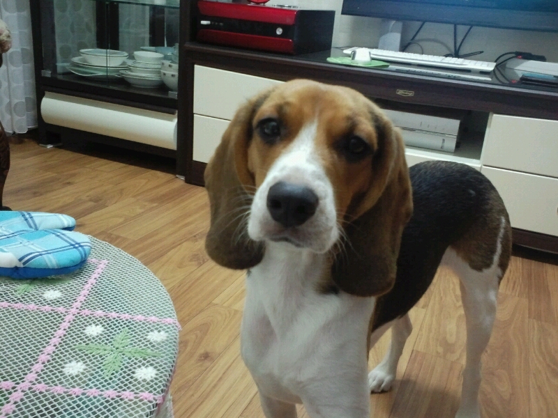 [사례금200만원] 비글을 찾습니다.(월곶, 소래, 혹은 전국)