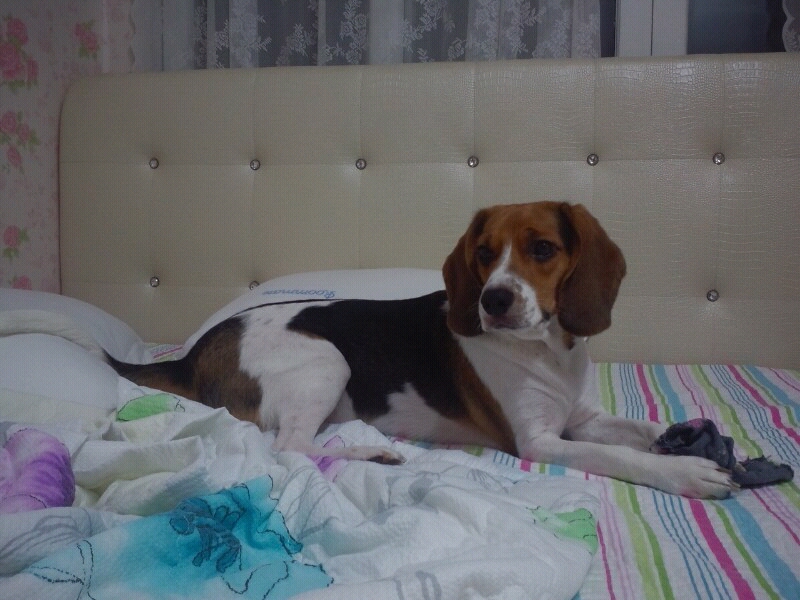 [사례금200만원] 비글을 찾습니다.(월곶, 소래, 혹은 전국)