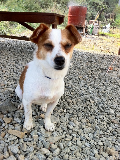 [D11-107관외] 카센터에서 학대받고 개장수에게 팔려갈 뻔했던 떠돌이