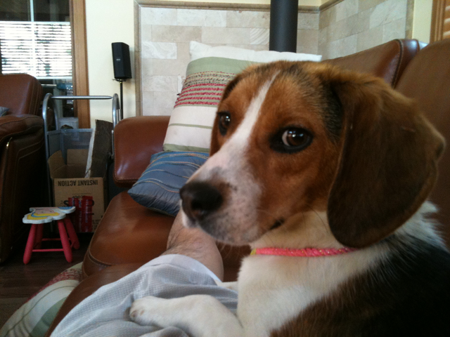 (경기 용인 수지) 비글남아 탱자를 찾습니다