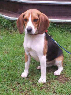 (경기 용인 수지) 비글남아 탱자를 찾습니다