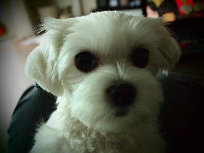 용인시 기흥구 공세동 한보라9단지 말티즈 암컷 잃어버렸어요 