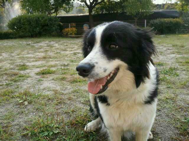 보더콜리 보호하고있습니다.(경기도 남양주시)